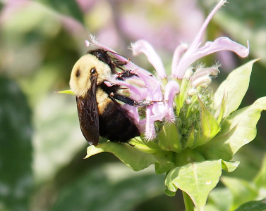 [A very close view of a fuzzy yellow and black bee with a black spot on the yellow portion. The wings are black as are the thick legs. The bee is perched on the green portion of the bergamot bloom which is a collection of long lilac tubes emanating from a central spot.]